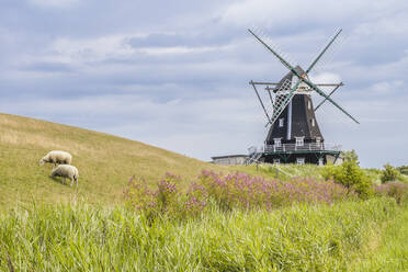 Deutschland, Schleswig-Holstein, Pellworm, Schafe auf der Weide vor der Nordermuhle - KEBF02380