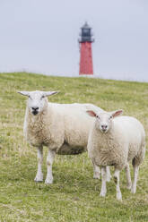 Zwei Schafe stehen auf einem Deich mit einem Leuchtturm im Hintergrund - KEBF02393