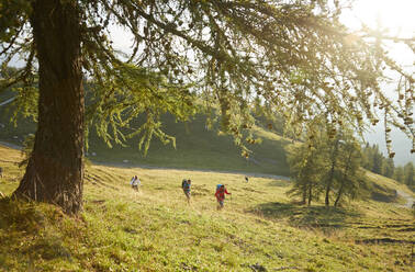 Hikers walking in grass on sunny day, Mutters, Tyrol, Austria - CVF02168