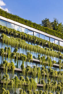 Germany, Baden-Wurttemberg, Stuttgart, Office building covered in green creeping plants - WDF07011