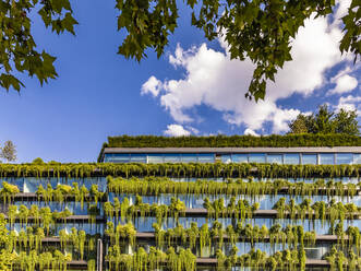 Germany, Baden-Wurttemberg, Stuttgart, Office building covered in green creeping plants - WDF07012