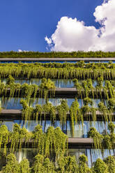 Germany, Baden-Wurttemberg, Stuttgart, Office building covered in green creeping plants - WDF07014