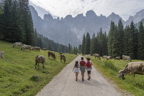 Mother walking on road with son and daughter by cattle grazing in meadow at Pale di San Martino Park, Trentino, Italy - LOMF01344