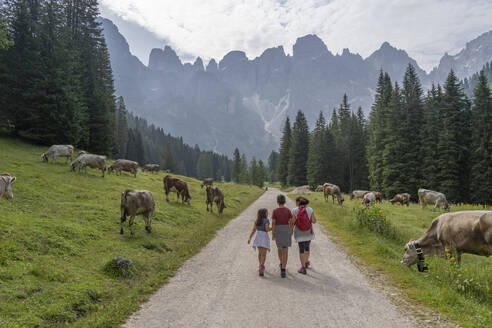 Mutter, die mit ihrem Sohn und ihrer Tochter auf der Straße spazieren geht, neben weidenden Rindern im Park Pale di San Martino, Trentino, Italien - LOMF01344