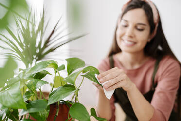 Lächelnde Frau beim Reinigen eines Blattes einer Zimmerpflanze zu Hause - JCZF01047