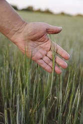 Hand eines Landwirts berührt Maiskulturen auf einem Feld - EYAF02045