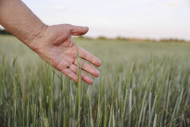 Landwirt berührt mit der Hand die Maisernte auf dem Bauernhof - EYAF02046