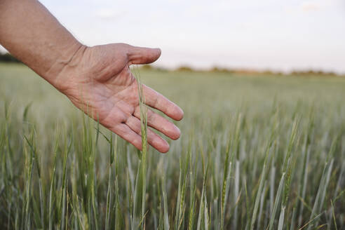 Farmer hand touching corn crop at farm - EYAF02046