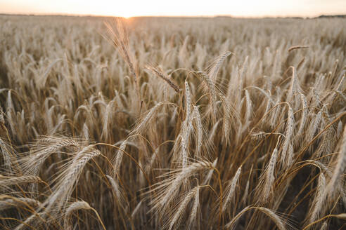 Roggenkulturen auf einem landwirtschaftlichen Feld bei Sonnenuntergang - EYAF02048