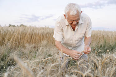 Senior farmer checking wheat crops at field - EYAF02051