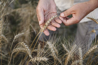 Hands of farmer touching wheat crops in field - EYAF02052