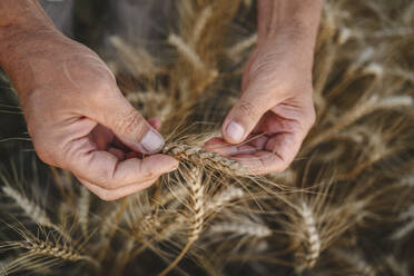 Hände eines Landwirts, der die Weizenernte hält - EYAF02053