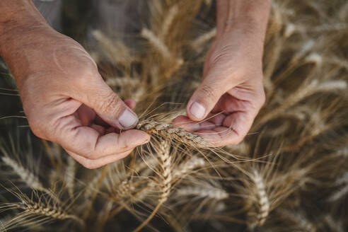 Hands of farmer holding wheat crops - EYAF02053