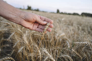 Landwirt berührt mit der Hand die Weizenernte auf dem Feld - EYAF02054