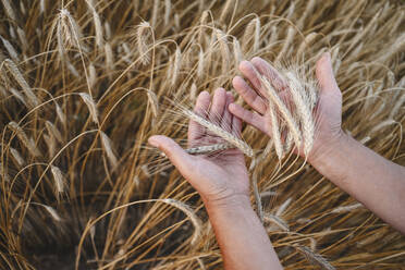 Hands of senior farmer touching wheat crops - EYAF02056