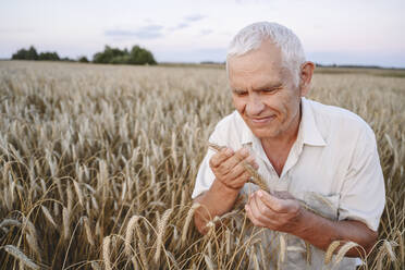 Smiling senior man examining wheat crops in farm - EYAF02059