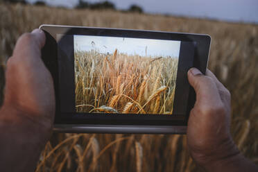 Hände eines Landwirts, der ein Roggenfeld mit einem Tablet-PC auf einem Bauernhof fotografiert - EYAF02068