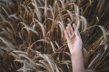 Hand of girl touching rye crops - EYAF02071