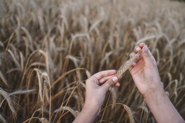 Hands of girl holding rye crops - EYAF02072
