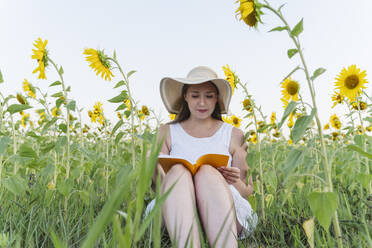 Woman wearing hat reading book at sunflower field - OSF00732