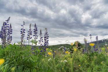 Lupine flowers in meadow under cloudy sky - OSF00792