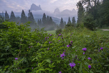 Italien, Trentino-Südtirol, Wildblumen blühen im Val Canali in der Morgendämmerung - LOMF01352