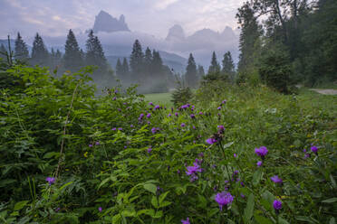 Italy, Trentino-Alto Adige, Wildflowers blooming in Val Canali at dawn - LOMF01352