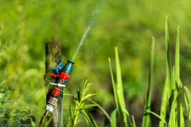 Nahaufnahme eines Gartenschlauchs, der Wasser versprüht - FRF00964