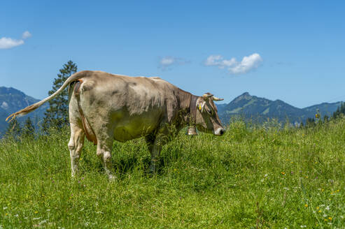 Stehende Kuh auf einer Almwiese - FRF00965