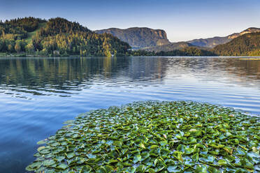 Slovenia, Upper Carniola, Water lilies floating on shore of Lake Bled - ABOF00807
