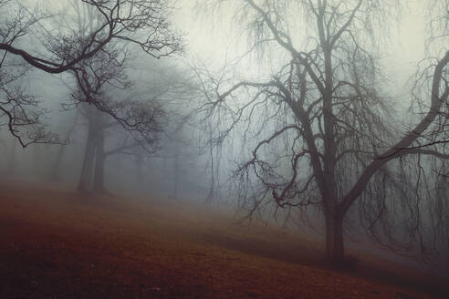 Silhouette of chestnut trees in foggy forest - DWIF01220