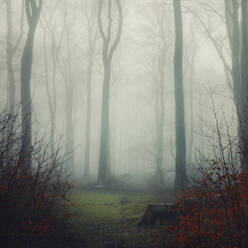 Tall bare trees in fog at forest - DWIF01222