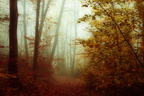 Mit Herbstlaub bedeckter Weg im Wald - DWIF01223