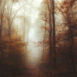 Herbstbäume bei nebligem Wetter - DWIF01224