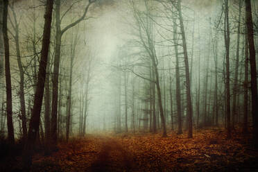 Trail amidst bare trees in foggy forest - DWIF01229