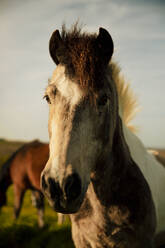 Pferd auf dem Bauernhof bei Sonnenuntergang - ACPF01456