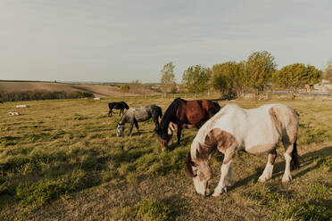 Gemeinsam grasende Pferde auf einer Wiese an einem sonnigen Tag - ACPF01457