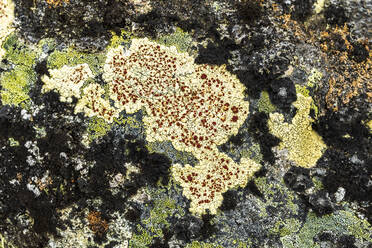 Close-up of lichen covering rocky surface - STSF03460