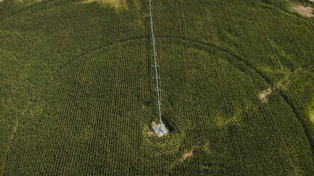 Spain, Catalonia, Lleida, Drone view of vast green corn field irrigated by agricultural sprinkler - ACPF01462