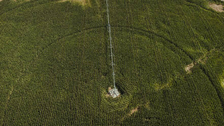 Spanien, Katalonien, Lleida, Drohnenansicht eines riesigen grünen Maisfeldes, das von einer landwirtschaftlichen Sprinkleranlage bewässert wird - ACPF01462