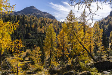 Italien, Trentino-Südtirol, Wald von Paneveggio im Herbst - LOMF01357