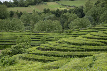 Portugal, Azores, Terraced tea plantation on Sao Miguel Island - HLF01335