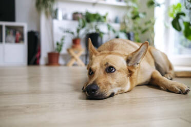 Dog resting on hardwood floor at home - ASGF02732