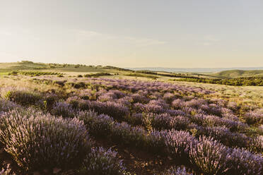 Lila Lavendelblumen blühen im Feld bei Sonnenuntergang - SIF00370