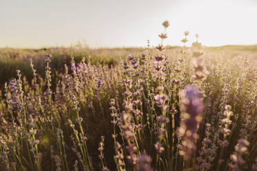 Blühender Lavendel auf einem Feld - SIF00375