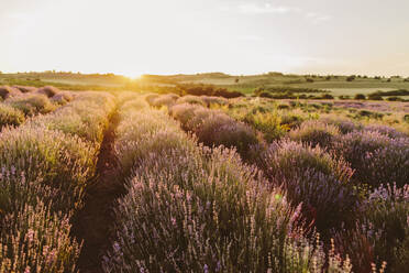 Lila Lavendelblüten unter Himmel im Feld bei Sonnenuntergang - SIF00388