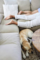 Hund schläft auf dem Sofa im Wohnzimmer zu Hause - FMKF07691