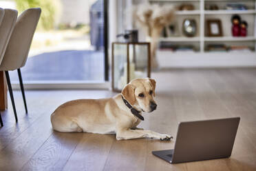 Dog looking at laptop on floor at home - FMKF07717