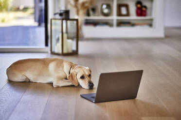 Dog lying on floor by laptop at home - FMKF07718