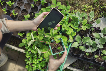 Hands of farmer with smart phone examining plants - KNTF06823